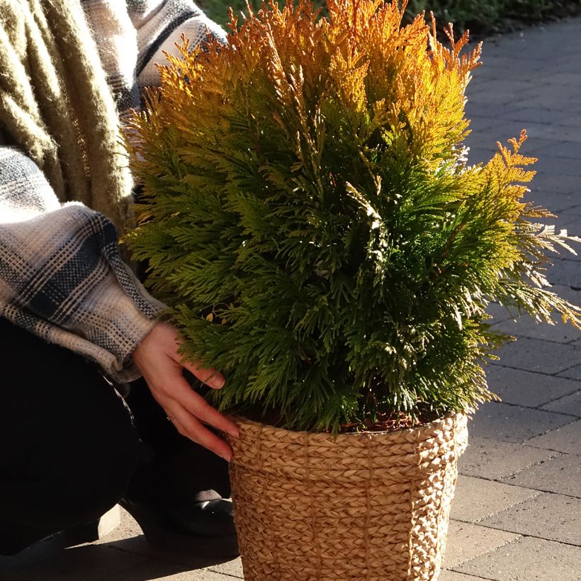 Thuya géant - Thuja plicata 4 Ever Goldy (Port)
