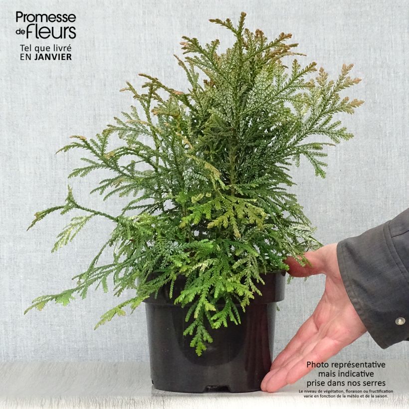 Spécimen de Thujopsis dolabrata Variegata Pot de 2L/3L tel que livré en hiver