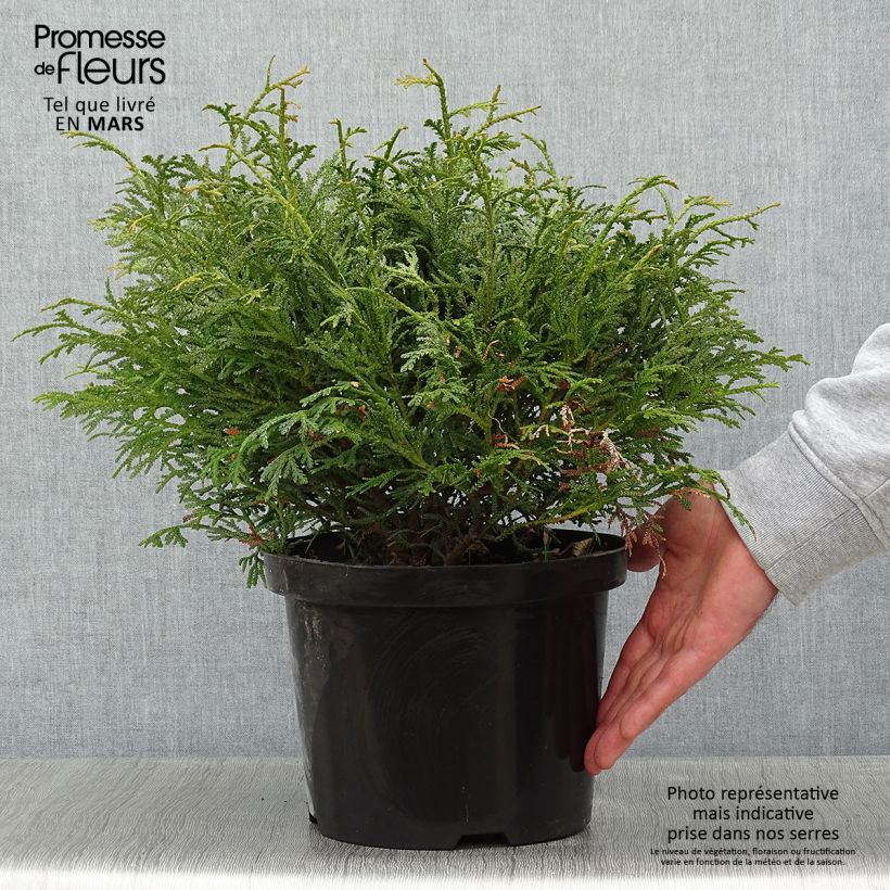 Spécimen de Thujopsis dolobrata Nana Pot de 4L/5L tel que livré en hiver