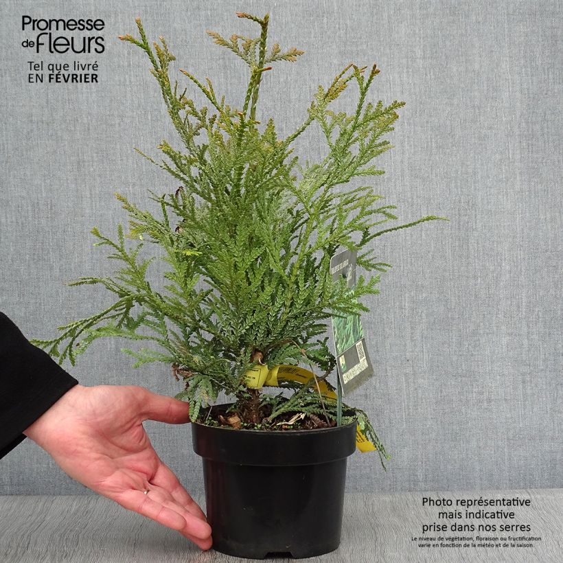 Spécimen de Thujopsis dolobrata Pot de 2L/3L tel que livré en hiver
