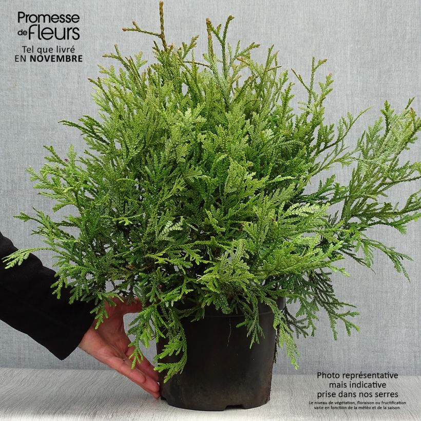 Spécimen de Thujopsis dolobrata Pot de 4L/5L tel que livré en automne