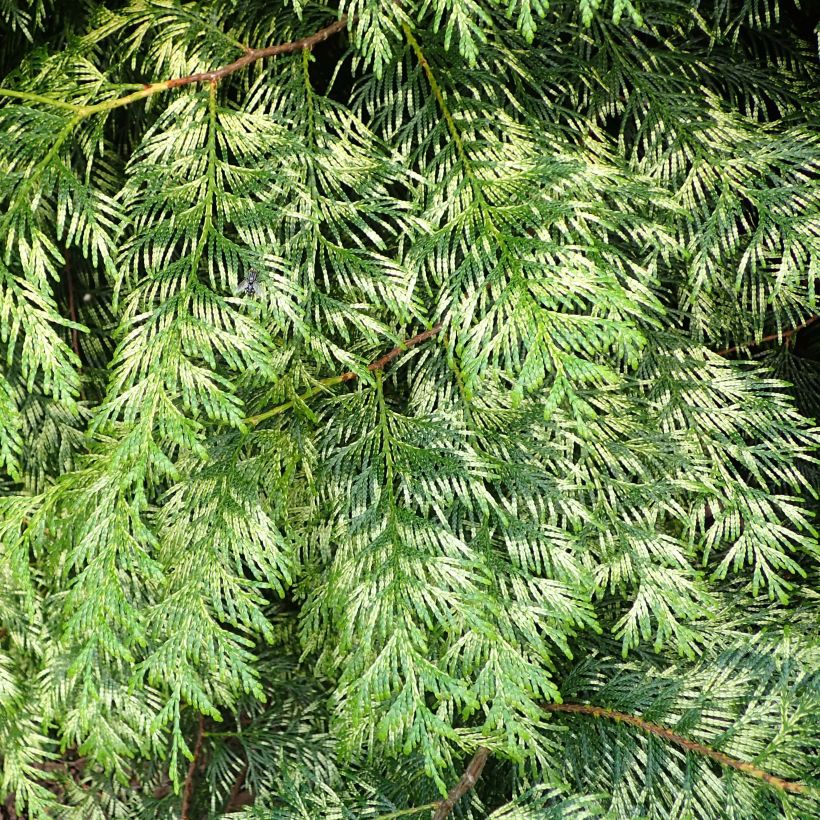 Thuya pour haie Zebrina - Thuja plicata (Feuillage)