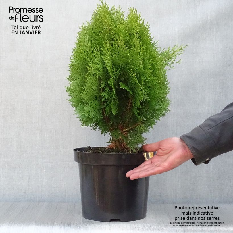 Spécimen de Thuya d'Orient - Platycladus orientalis Aurea Nana Pot de 7,5L/10L tel que livré en hiver