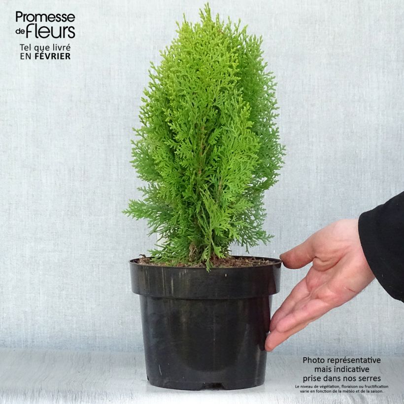 Spécimen de Thuya d'Orient - Platycladus orientalis Aurea Nana Pot de 2L/3L tel que livré en hiver