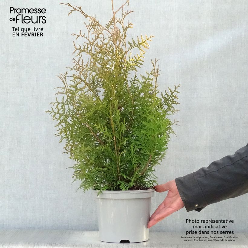 Spécimen de Thuya du Canada - Thuja occidentalis Brabant  Pot de 2L/3L tel que livré en hiver
