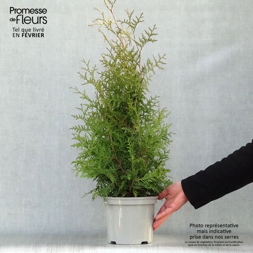 Spécimen de Thuya du Canada - Thuja occidentalis Brabant  Pot de 4L/5L tel que livré en hiver
