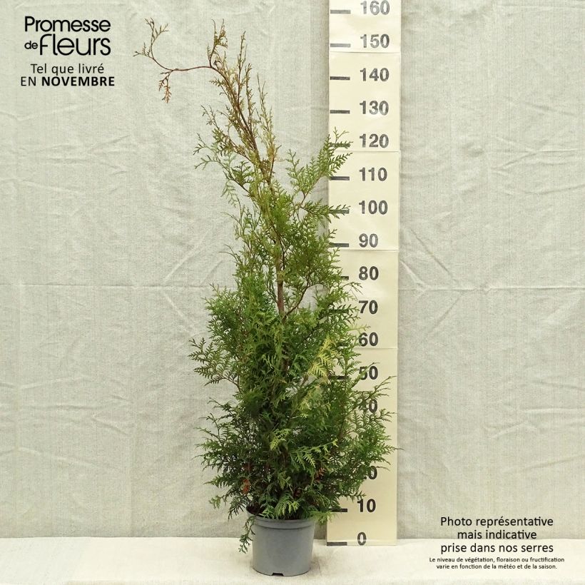 Spécimen de Thuya du Canada - Thuja occidentalis Brabant  Pot de 4L/5L tel que livré en automne