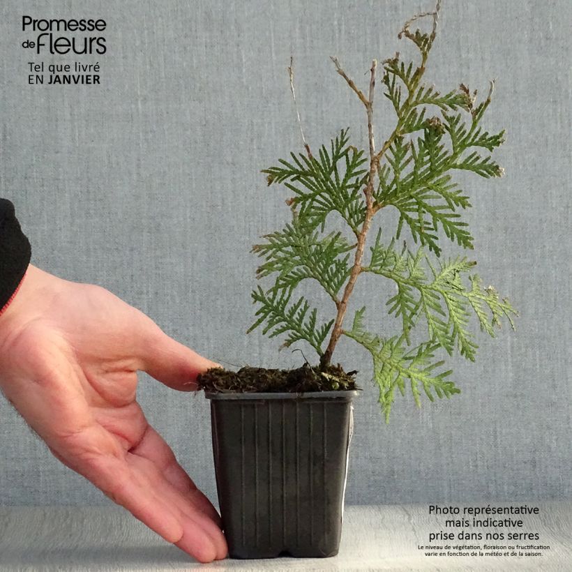 Spécimen de Thuya du Canada - Thuja occidentalis Brabant  Godet de 8/9 cm tel que livré en hiver