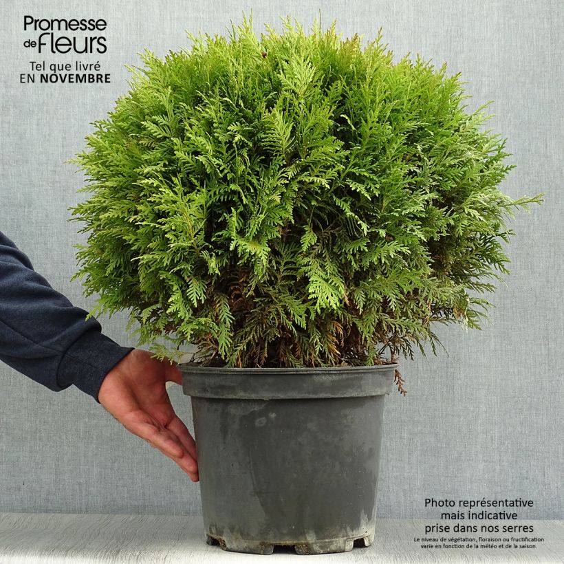 Spécimen de Thuya du Canada - Thuja occidentalis Danica Pot de 7,5L/10L tel que livré en automne