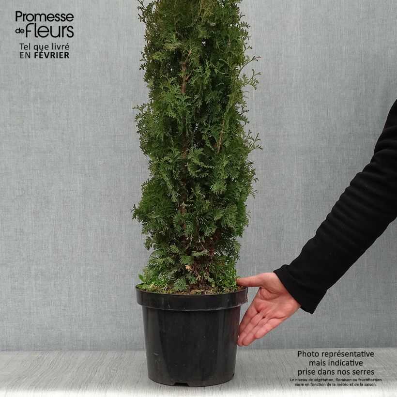 Spécimen de Thuya du Canada - Thuja occidentalis Degroot's Spire Pot de 7,5L/10L tel que livré en hiver