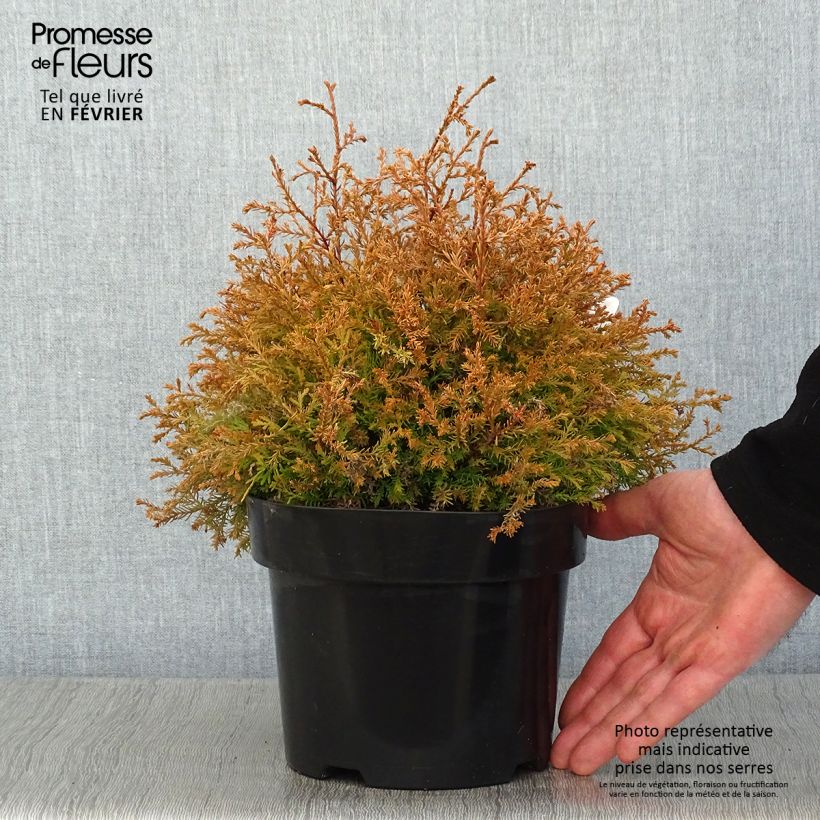 Spécimen de Thuya du Canada - Thuja occidentalis Fire Chief Pot de 2L/3L tel que livré en hiver