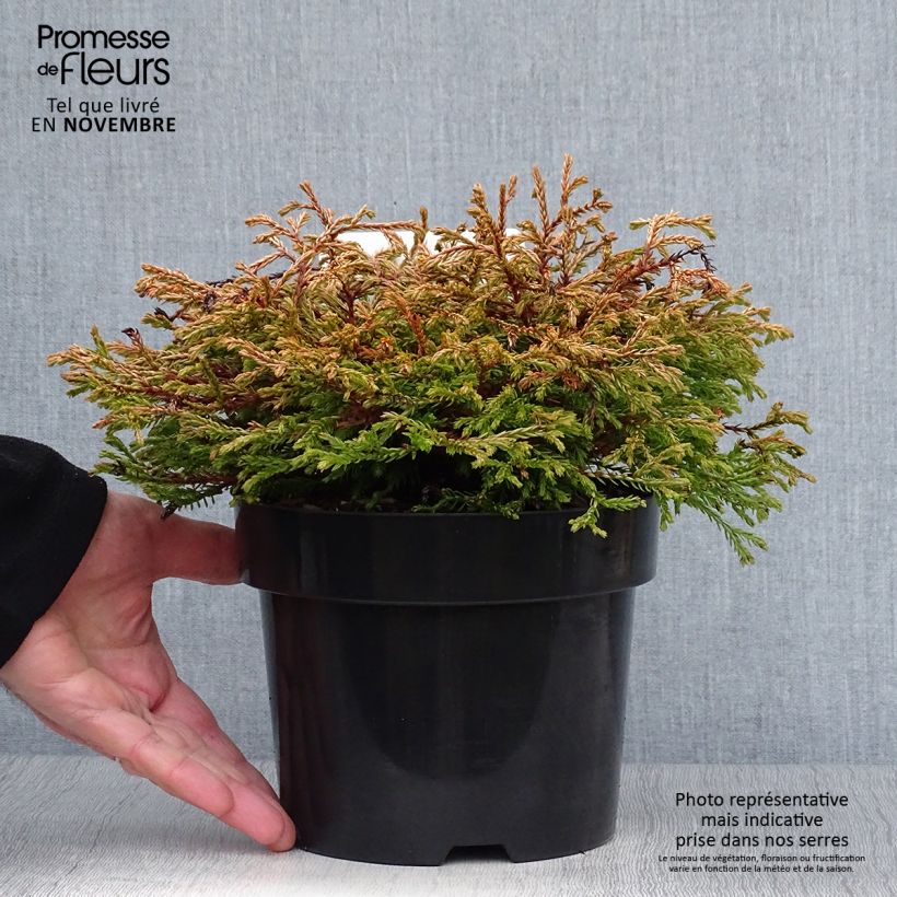 Spécimen de Thuya du Canada - Thuja occidentalis Golden Tuffet                 Pot de 2L/3L tel que livré en automne