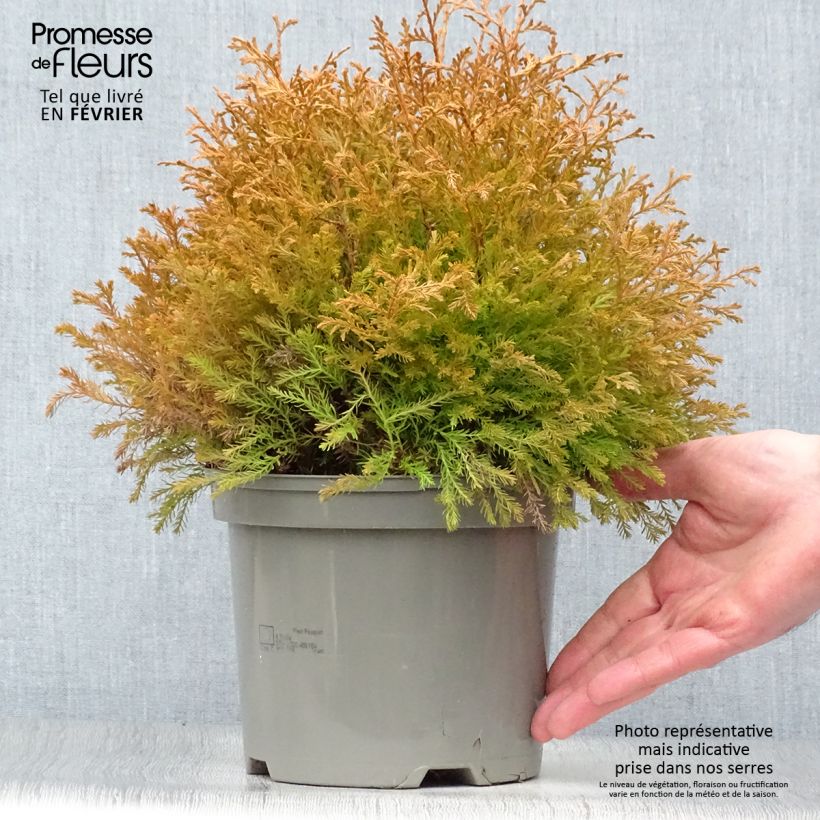 Spécimen de Thuya du Canada - Thuja occidentalis Rheingold                   Pot de 2L/3L tel que livré en hiver
