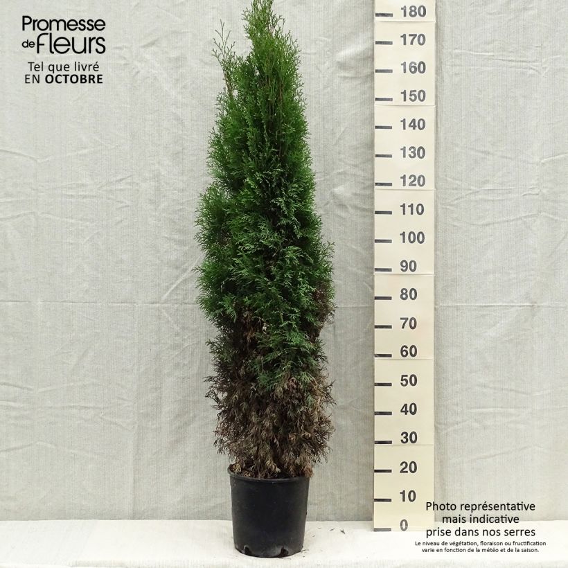 Spécimen de Thuya du Canada - Thuja occidentalis Smaragd Pot de 7,5L/10L tel que livré en automne