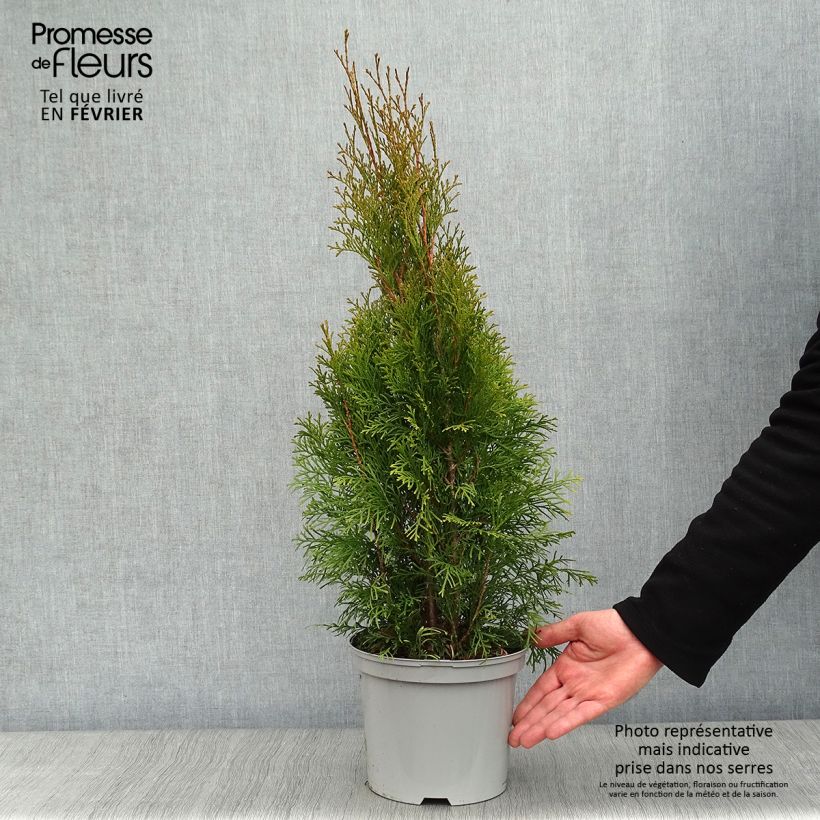 Spécimen de Thuya du Canada - Thuja occidentalis Smaragd Pot de 3L/4L tel que livré en hiver