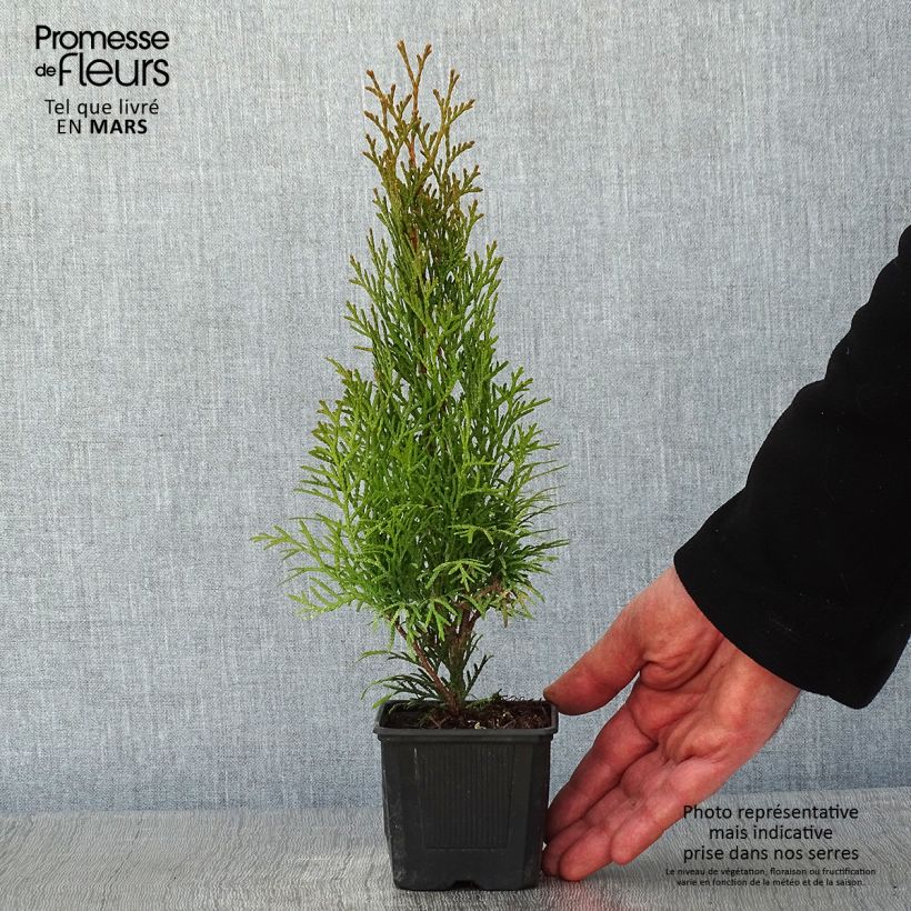Spécimen de Thuya du Canada - Thuja occidentalis Smaragd Godet de 8/9 cm tel que livré en hiver