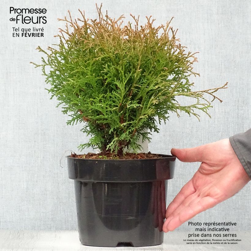 Spécimen de Thuya du Canada - Thuja occidentalis Tiny Tim Pot de 2L/3L tel que livré en hiver