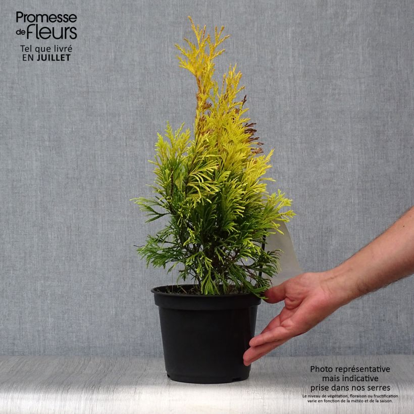 Spécimen de Thuya géant - Thuja plicata 4 Ever Goldy Pot de 2L/3L tel que livré en été