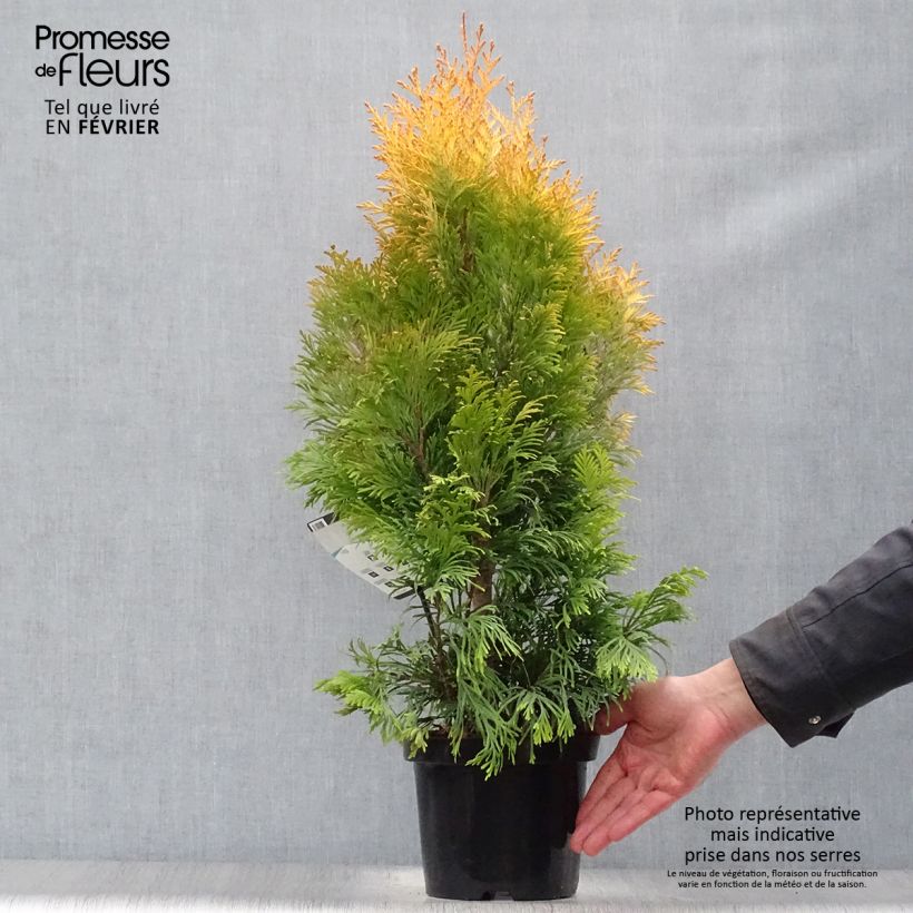Spécimen de Thuya géant - Thuja plicata 4 Ever Goldy Pot de 2L/3L tel que livré en hiver