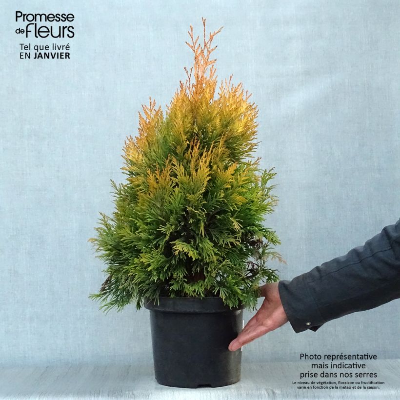 Spécimen de Thuya géant - Thuja plicata 4 Ever Goldy Pot de 6L/7L tel que livré en hiver