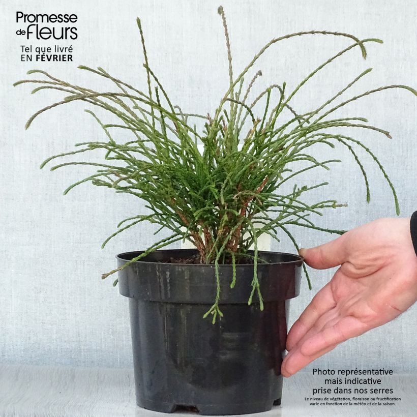 Spécimen de Thuya géant - Thuja plicata Whipcord Pot de 3L/4L tel que livré en hiver