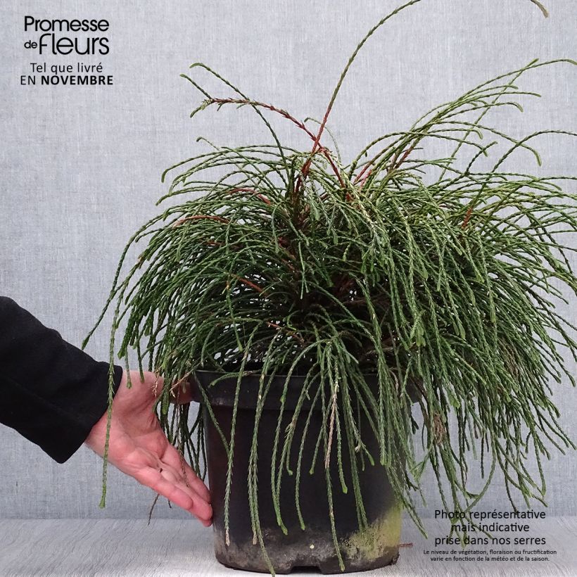 Spécimen de Thuya géant - Thuja plicata Whipcord Pot de 7,5L/10L tel que livré en automne