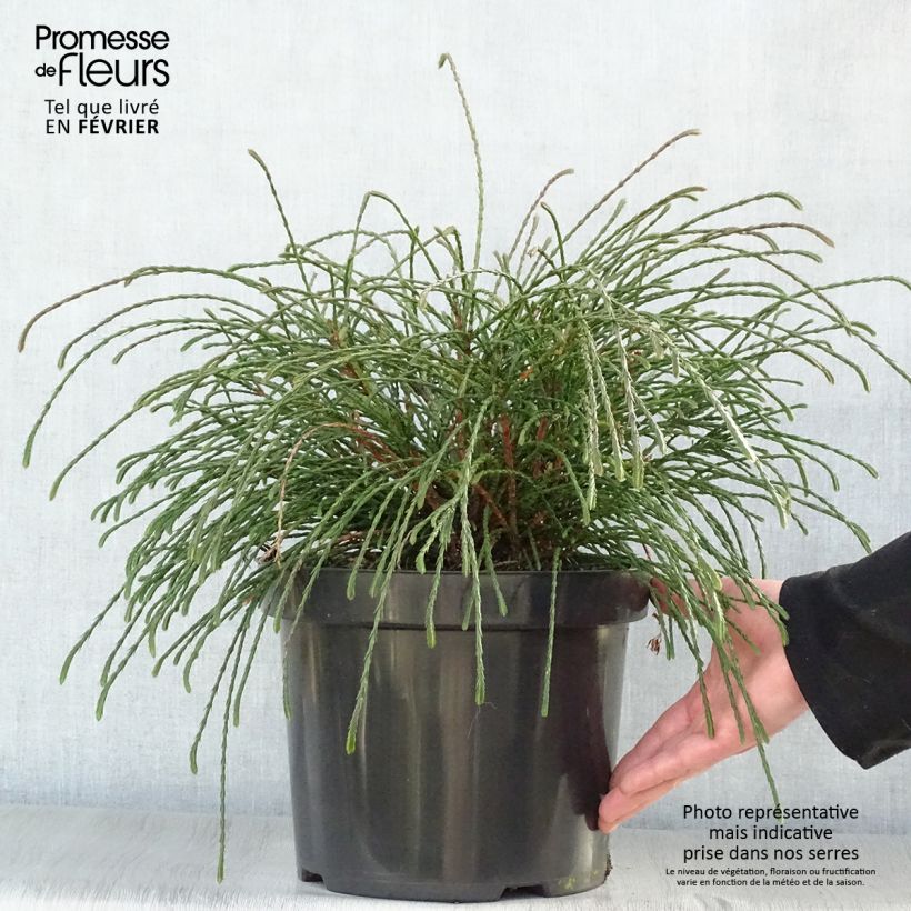 Spécimen de Thuya géant - Thuja plicata Whipcord Pot de 7,5L/10L tel que livré en hiver