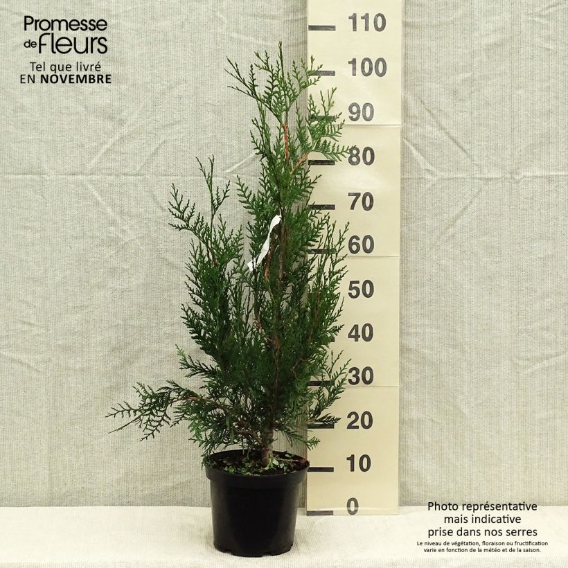 Spécimen de Thuya pour haie - Thuja plicata Atrovirens Pot de 4L/5L tel que livré en automne
