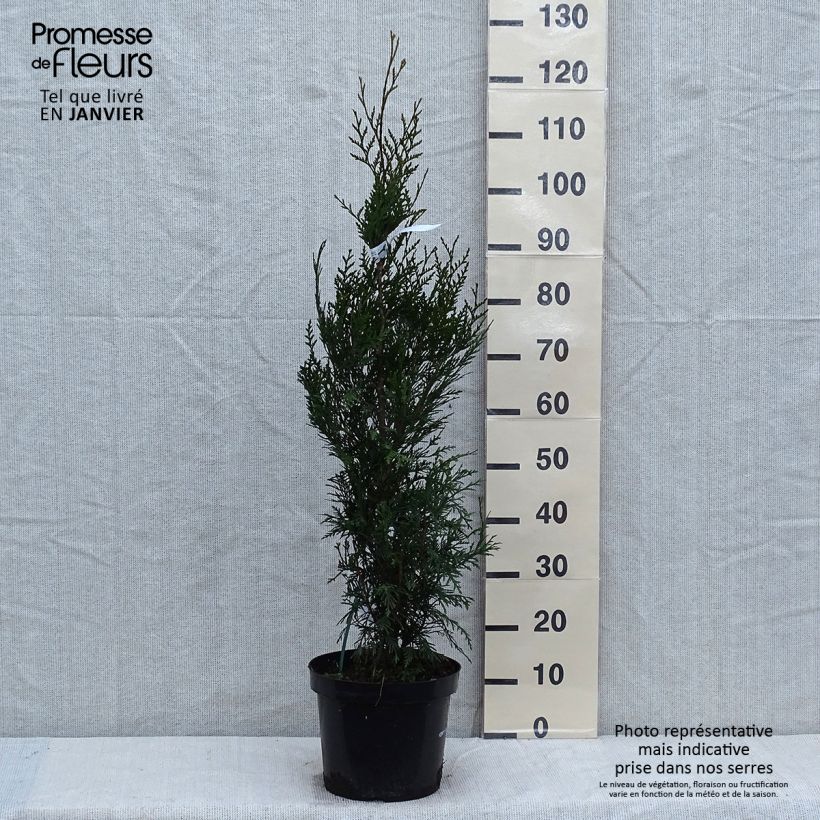 Spécimen de Thuya pour haie - Thuja plicata Atrovirens Pot de 6L/7L tel que livré en hiver