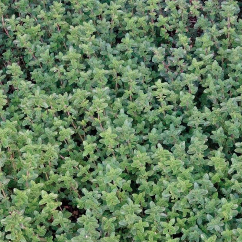 Thym citron en plants (Feuillage)