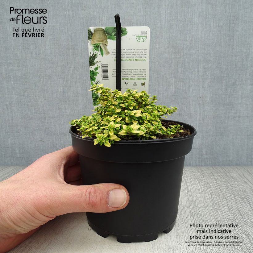 Spécimen de Thym citron Bertram Anderson - Thymus citriodorus Pot de 1,5L/2L tel que livré en hiver