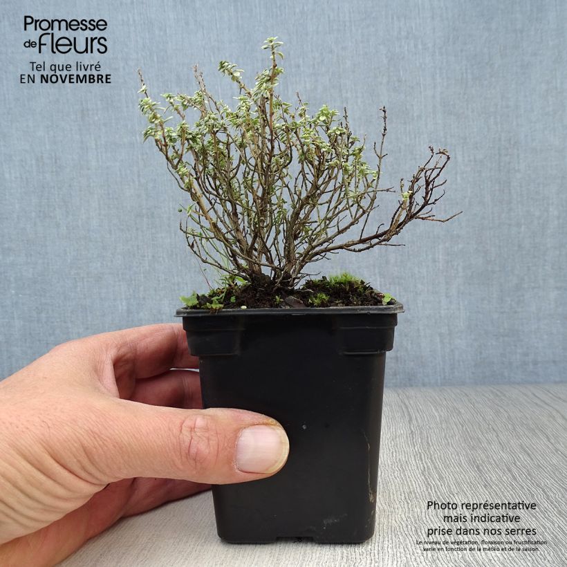 Spécimen de Thym citron Silver Edge BIO - Thymus citriodorus Godet de 7/8 cm tel que livré en automne