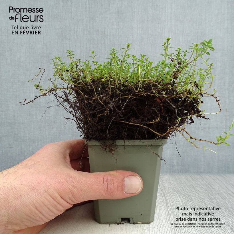 Spécimen de Thym citron doré - Thymus citriodorus Aureus Godet de 8/9 cm tel que livré en hiver
