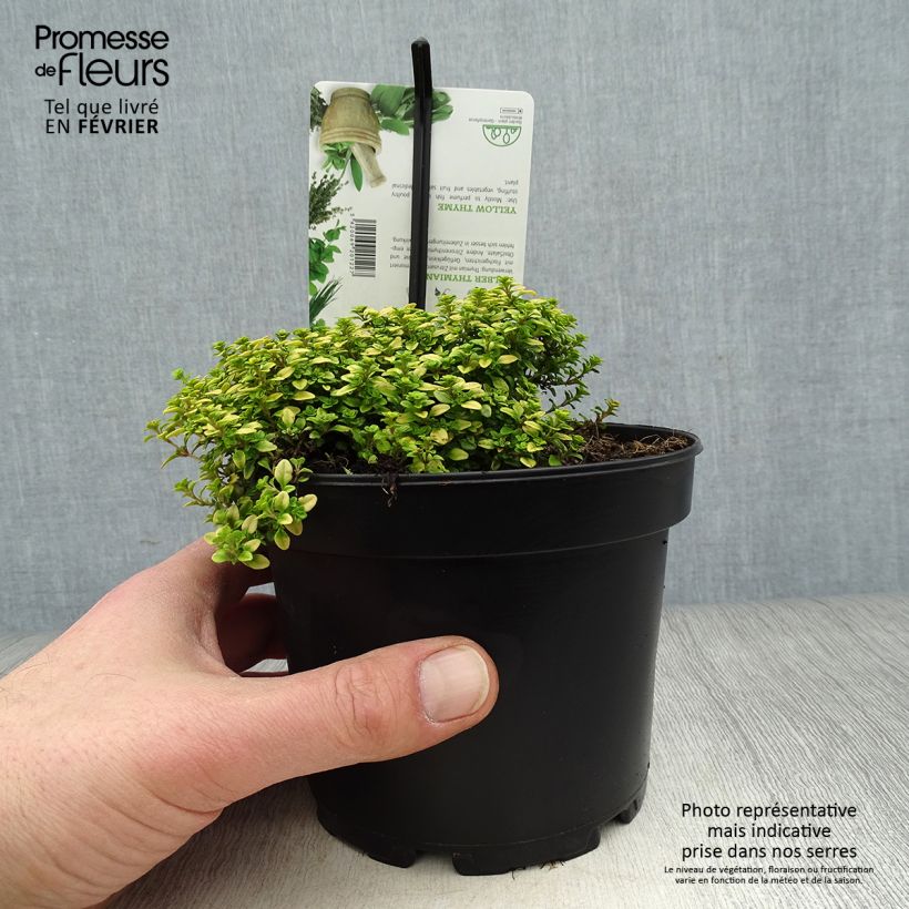 Spécimen de Thym citron doré - Thymus citriodorus Aureus Pot de 1,5L/2L tel que livré en hiver