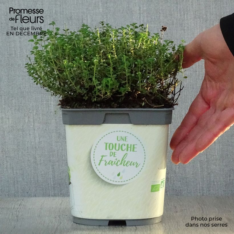Spécimen de Thym citron en plant BIO Pot de 2L/3L tel que livré en hiver
