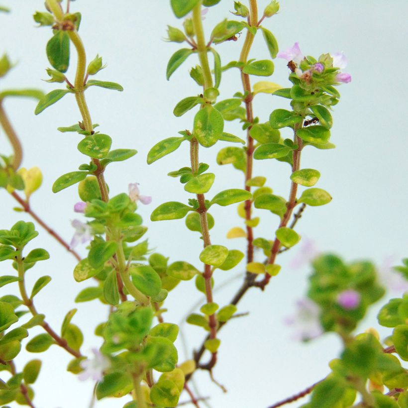 Tomilho-limão variegado - Thymus x citriodorus (Folhagem)