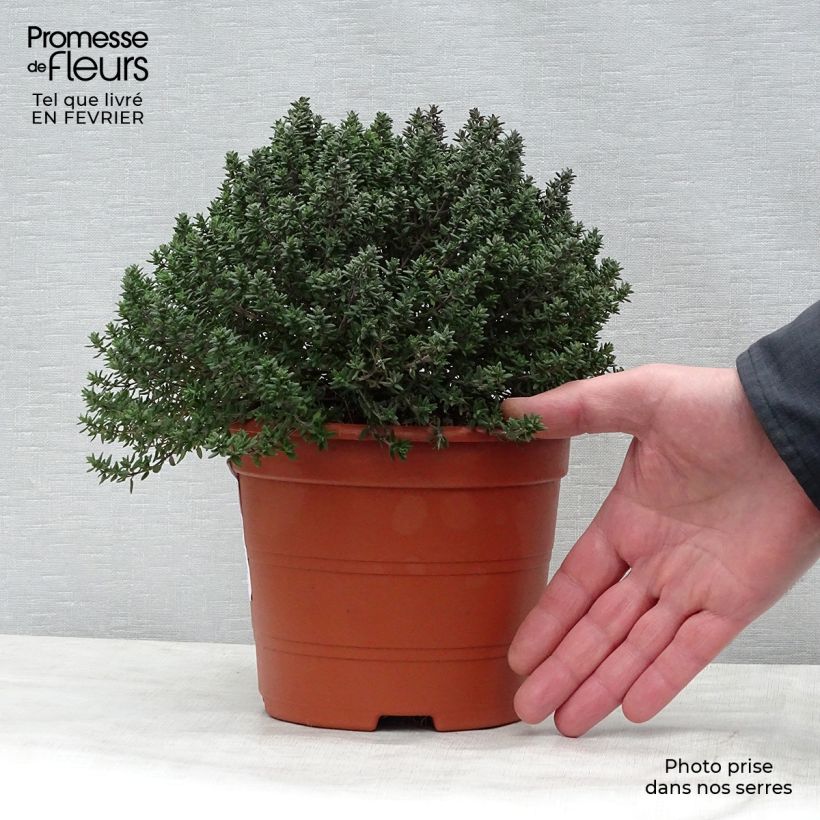 Spécimen de Thym d'hiver, Thymus vulgaris Compactus Pot de 2L/3L tel que livré en hiver
