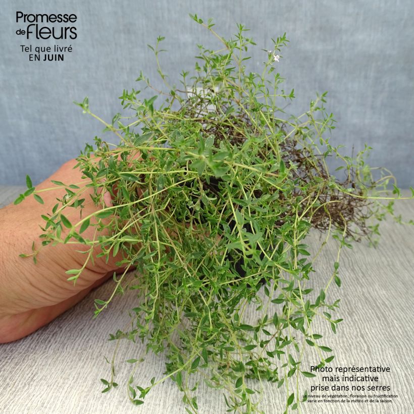 Spécimen de Thym de Corse - Thymus herba-barona  Godet de 8/9 cm tel que livré en été