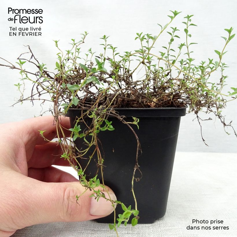 Spécimen de Thym de Corse - Thymus herba-barona  Godet de 8/9 cm tel que livré en hiver