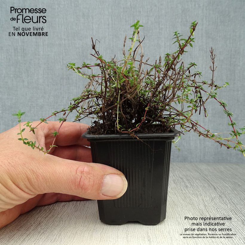 Spécimen de Thym de Corse - Thymus herba-barona  Godet de 8/9 cm tel que livré en automne