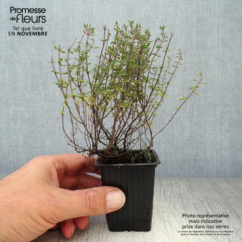 Spécimen de Thym de Provence  - Thymus vulgaris Godet de 7/8 cm tel que livré en automne
