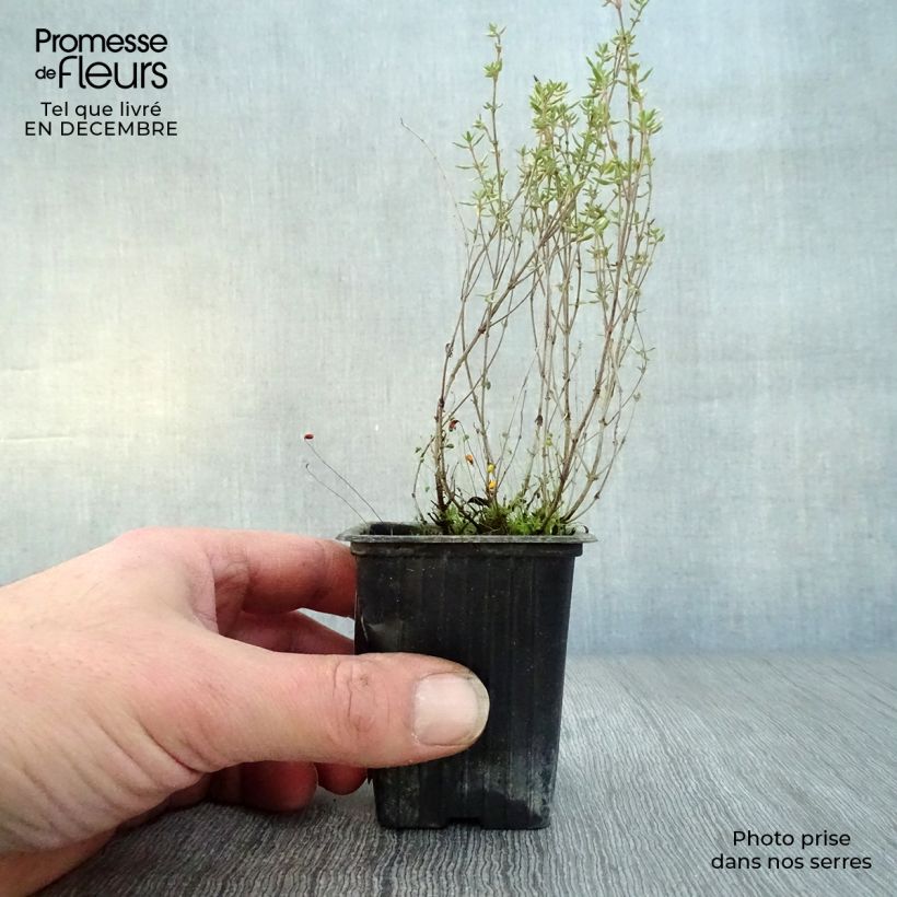 Spécimen de Thym de Provence  - Thymus vulgaris Godet de 7/8 cm tel que livré en hiver