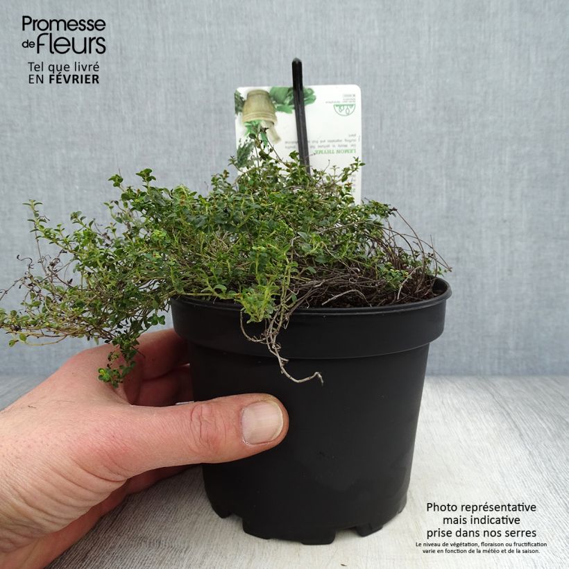 Spécimen de Thym hybride Doone Valley - Thymus (x) citriodorus Pot de 1L/1,5L tel que livré en hiver