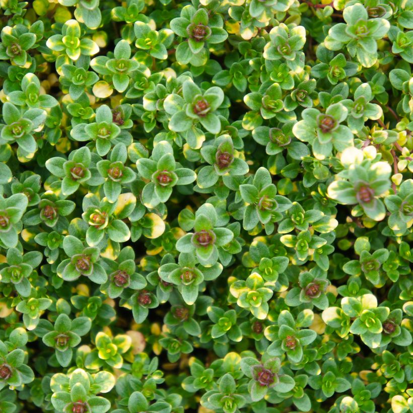 Thym hybride Doone Valley - Thymus (x) citriodorus (Feuillage)
