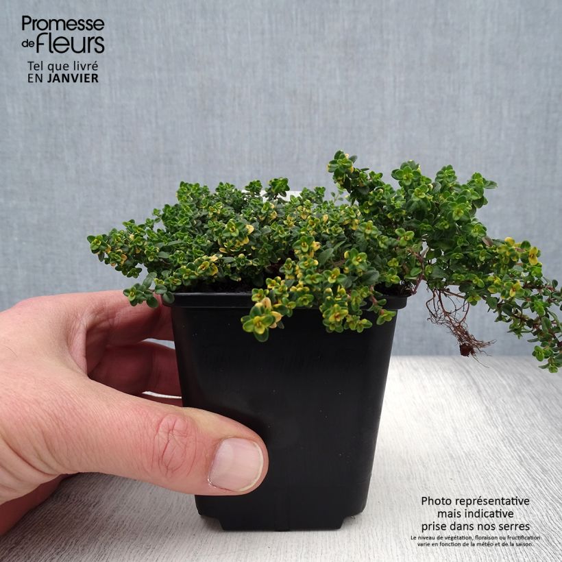 Spécimen de Thym hybride Doone Valley - Thymus (x) citriodorus Godet de 8/9 cm tel que livré en hiver
