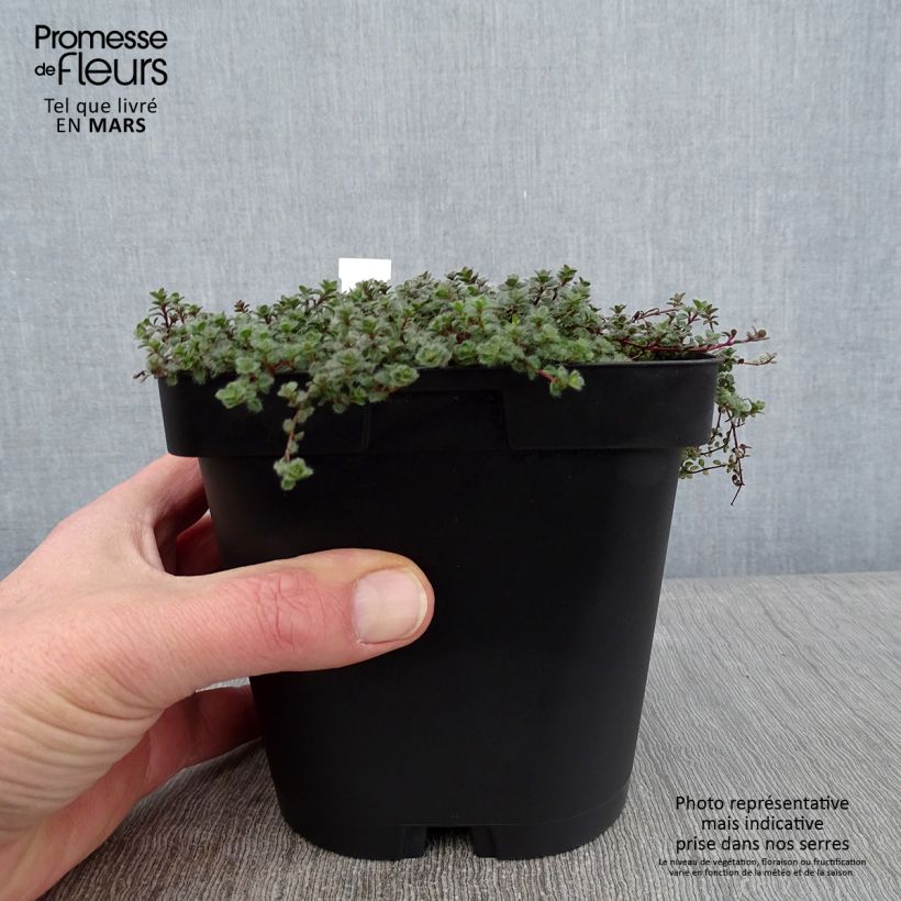 Spécimen de Thym laineux - Thymus pseudolanuginosus Pot de 2L/3L tel que livré en hiver
