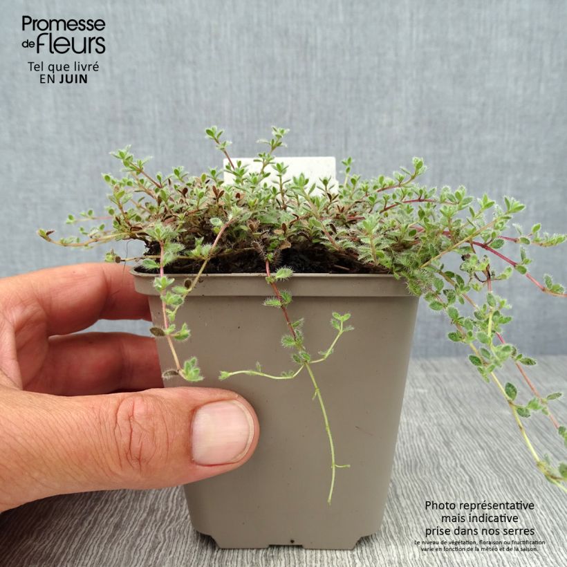 Spécimen de Thym laineux - Thymus pseudolanuginosus Godet de 8/9 cm tel que livré en été