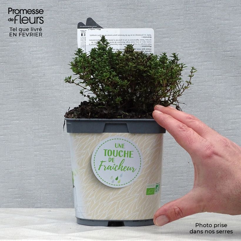 Spécimen de Thym officinal en plant BIO Pot de 1L/1,5L tel que livré en hiver