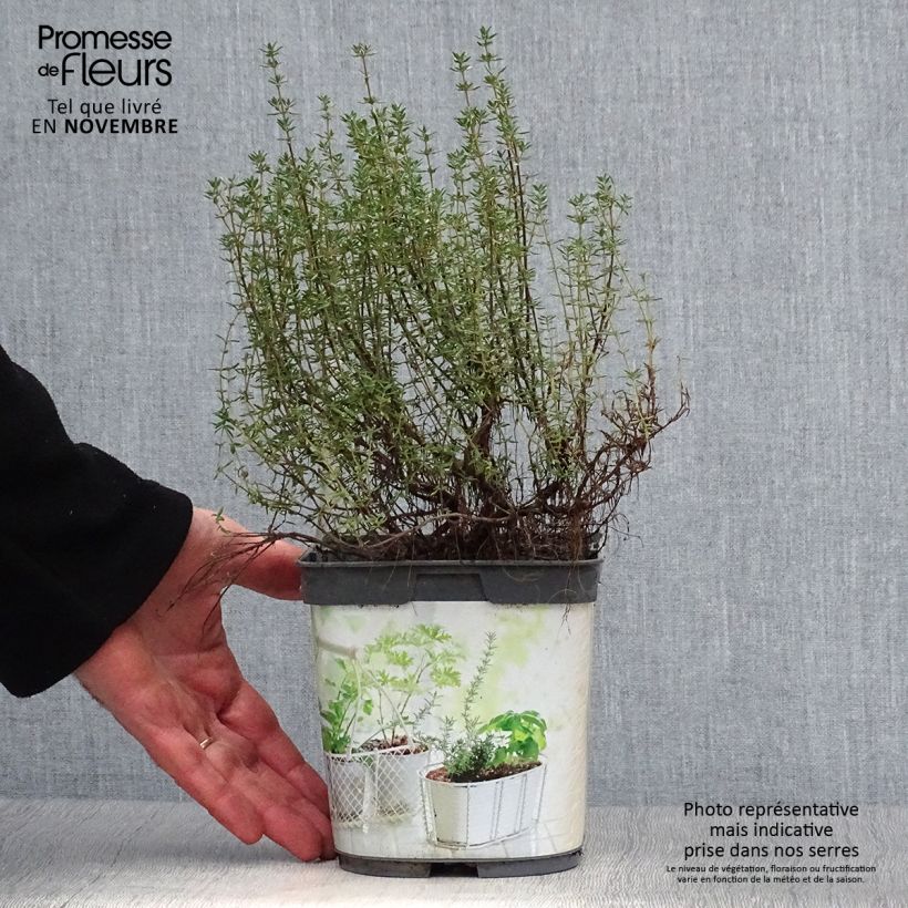 Spécimen de Thym officinal en plant BIO Pot de 1L/1,5L tel que livré en automne