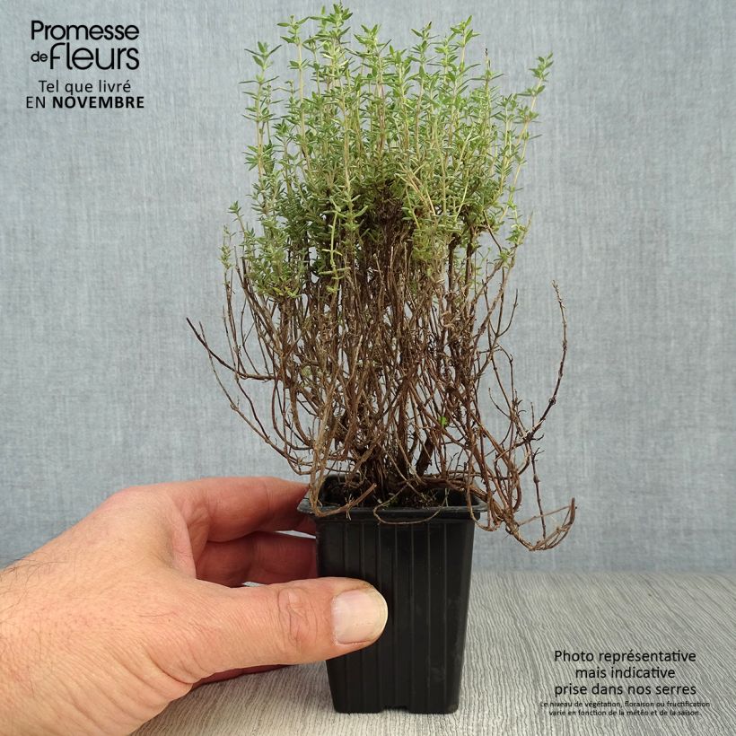 Spécimen de Thym orange en plants - Thymus vulgaris Fragrantissimus Godet de 7/8 cm tel que livré en automne